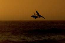 Charger l'image dans la galerie, Combinaison Homme Element 4/3 Front Zip