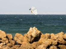 Lade das Bild in den Galerie-Viewer, action_shot